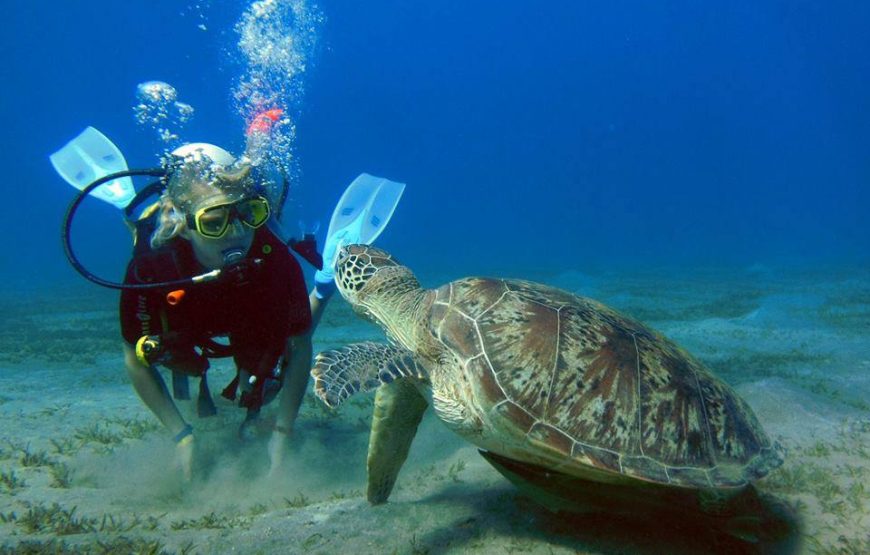 Abu Dabbab Beach Marsa Alam