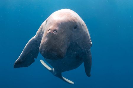 Abu Dabbab Bay Turtle | Dugong manatee excursion from Hurghada