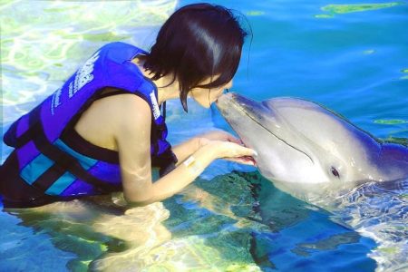 Dolphin Show – Dolphinarium – Hurghada